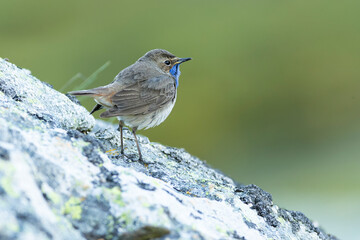 Bluethroat male in its nesting territory before sunrise in a high mountain area with bushes with yellow flowers and rocks on a spring day