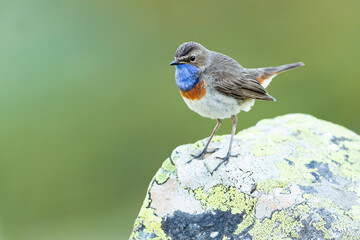 Bluethroat male in its nesting territory before sunrise in a high mountain area with bushes with yellow flowers and rocks on a spring day