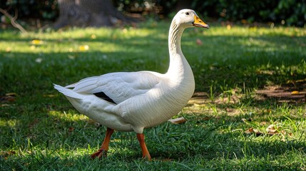 Obraz premium Bautiful white goose in the garden