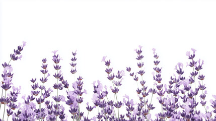 Naklejka premium Lavender Flowers Isolated on White Background | High-Quality Botanical Image for Aromatherapy and Herbal Products