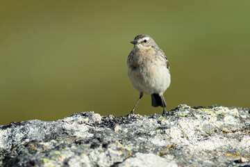 Water pipit in its nesting territory before sunrise in a high mountain area with rocks on a spring day