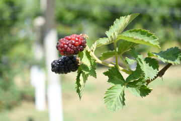 Natural food - fresh ripe blackberries in a garden. Bunch of ripe blackberry fruit - Rubus...