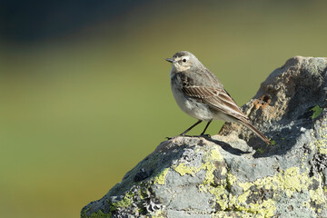 Water pipit in its nesting territory before sunrise in a high mountain area with rocks on a spring day