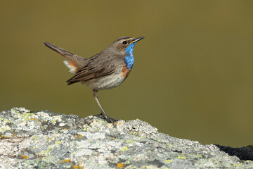 Bluethroat male in its nesting territory before sunrise in a high mountain area with bushes with yellow flowers and rocks on a spring day