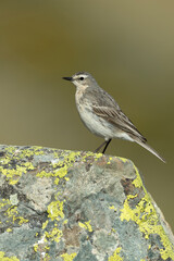 Water pipit in its nesting territory before sunrise in a high mountain area with rocks on a spring day