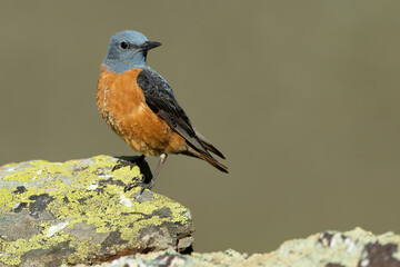Male Rufous-tailed rock thrush in its nesting territory before sunrise in a high mountain area with bushes with yellow flowers and rocks on a spring day