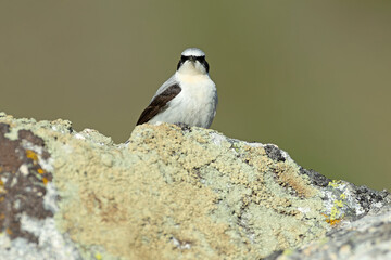Northern wheatear male in its nesting territory before sunrise in a high mountain area with rocks on a spring day
