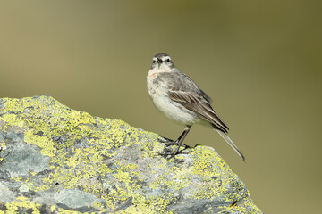 Water pipit in its nesting territory before sunrise in a high mountain area with rocks on a spring day