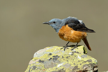 Male Rufous-tailed rock thrush in its nesting territory before sunrise in a high mountain area with bushes with yellow flowers and rocks on a spring day