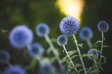 Garden summer theme - Globe thistle Echinops ritro amazing blue flowers Floral Pattern for Nature-Themed Decoration, Vibrant blue balls for Garden-Inspired
