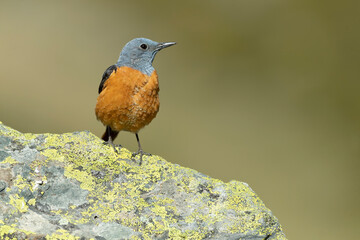 Male Rufous-tailed rock thrush in its nesting territory before sunrise in a high mountain area with bushes with yellow flowers and rocks on a spring day