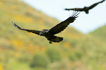 Common raven flying in a high mountain area with bushes with yellow flowers with the last lights of a spring day