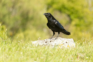 Common raven in a high mountain area with thickets with yellow flowers, meadows and rocks at the end of a spring day