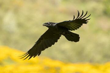 Common raven flying in a high mountain area with bushes with yellow flowers with the last lights of a spring day