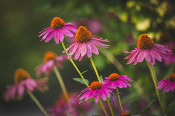 purple coneflower Echinacea purpurea amazing flower in summer garden, Garden-Inspired Wallpaper or Desktop Background