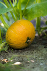 Yellow pumpkin growing in the garden.
