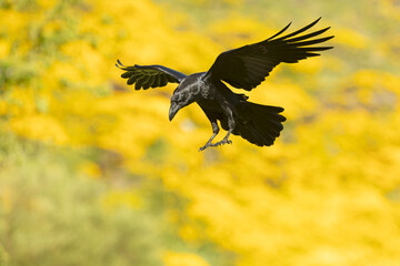 Common raven flying in a high mountain area with bushes with yellow flowers with the last lights of a spring day