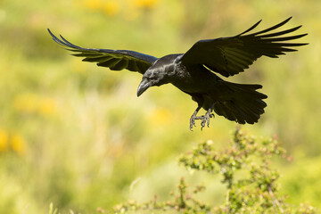 Common raven flying with the last lights of a spring day in a mountainous area with rocks and bushes with yellow flowers