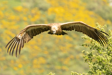 Griffon vulture flying in a high mountain area with bushes with yellow flowers with the last lights...