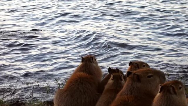 family of capybaras relaxing on the edge of Paranoa lake in Brasilia at dusk. Tilt up