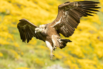 Griffon vulture flying in a high mountain area with bushes with yellow flowers with the last lights of a spring day