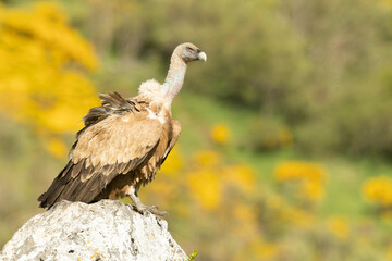Fototapeta premium Griffon vulture with the first lights of a spring day in a mountainous area with rocks and bushes with yellow flowers