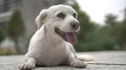 Dog Sitting Quietly in the Park