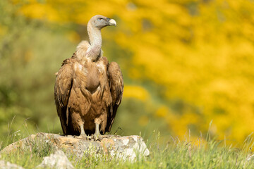 Griffon vulture with the first lights of a spring day in a mountainous area with rocks and bushes with yellow flowers