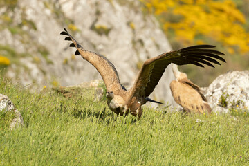 Griffon vulture flying in an area of ​​alpine grass and rocky outcrops with yellow flowering bushes in late afternoon