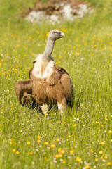 Griffon vulture with the first lights of a spring day in a mountainous area with rocks and bushes with yellow flowers