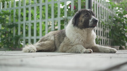 Dog Taking a Break in the Park