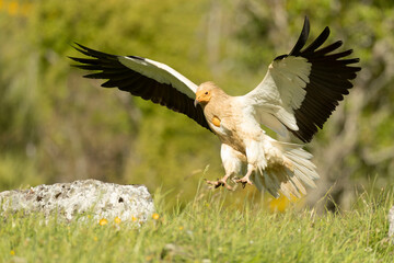 Egyptian vulture landing with the last lights of a spring day in a mountainous area with rocks and bushes with yellow flowers