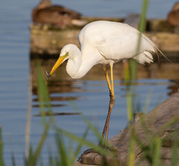 Great egret, Ardea alba. A bird caught a small fish