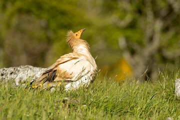 Egyptian vulture in an area of ​​alpine pastures and rocks with yellow flowering bushes in late afternoon