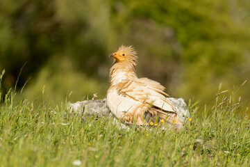 Egyptian vulture in an area of ​​alpine pastures and rocks with yellow flowering bushes in late afternoon
