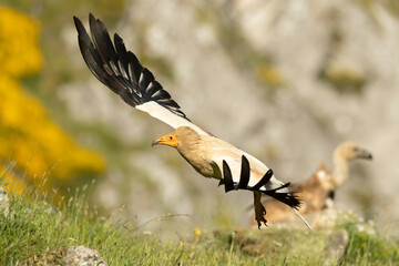 Egyptian vulture flying in a high mountain area with bushes with yellow flowers, grasslands and rocks at the end of a spring day