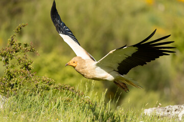 Egyptian vulture flying in a high mountain area with bushes with yellow flowers, grasslands and rocks at the end of a spring day