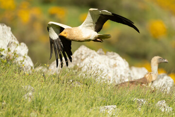 Egyptian vulture landing with the last lights of a spring day in a mountainous area with rocks and...