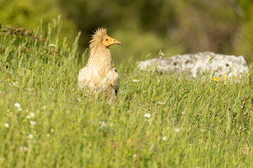 Egyptian vulture in a high mountain area in a meadow with rocks with the last lights of a spring day