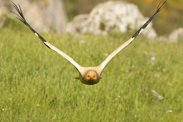 Egyptian vulture flying in a high mountain area with bushes with yellow flowers, grasslands and rocks at the end of a spring day