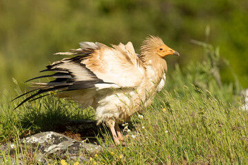 Egyptian vulture in a high mountain area in a meadow with rocks with the last lights of a spring day
