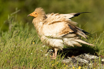 Egyptian vulture in a high mountain area in a meadow with rocks with the last lights of a spring day