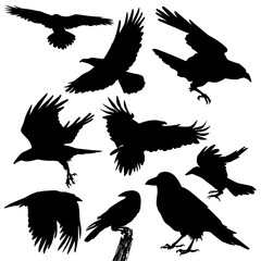 Silhouette of Raven Set Vector Art Illustration