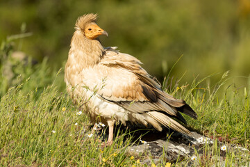 Egyptian vulture in a high mountain area in a meadow with rocks with the last lights of a spring day