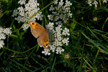 Des papillons sur des fleurs 