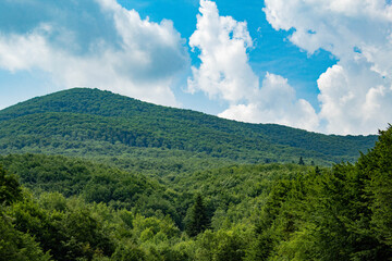 Fototapeta premium forest in the mountains