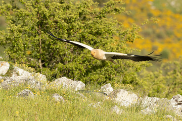 Egyptian vulture flying in an area of ​​high mountain meadows with thickets of yellow flowers...