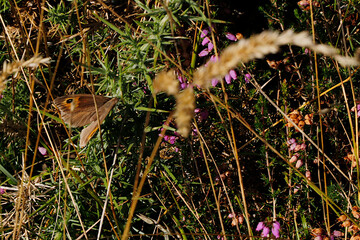 Des papillons sur des fleurs 