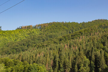 landscape with trees