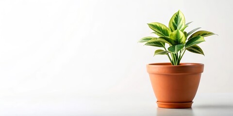 Obraz premium Single houseplant in a pot on a white background, houseplant, indoor plant, potted plant, still life, green, leaves
